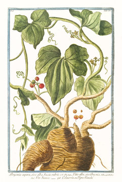 Old botanical illustration of Bryonia aspera (Bryonia alba). By G. Bonelli on Hortus Romanus, publ. N. Martelli, Rome, 1772 &ndash; 93