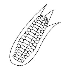 corn fresh vegetable icon