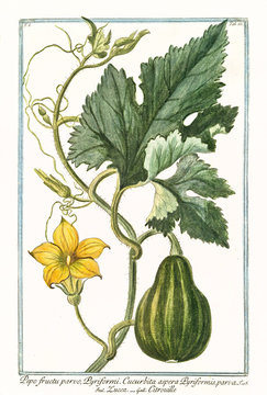 Old botanical illustration of Pepo fructu parvo pyriformi (Cucurbita pepo). By G. Bonelli on Hortus Romanus, publ. N. Martelli, Rome, 1772 &ndash; 93