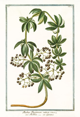 Old botanical illustration of Rubia tinctorum sativa. By G. Bonelli on Hortus Romanus, publ. N. Martelli, Rome, 1772 – 93