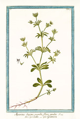 Old botanical illustration of Aparine supina (Galium aparine). By G. Bonelli on Hortus Romanus, publ. N. Martelli, Rome, 1772 – 93