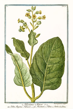 Old botanical illustration of Nicotiana minor (Nicotiana rustica). By G. Bonelli on Hortus Romanus, publ. N. Martelli, Rome, 1772 – 93