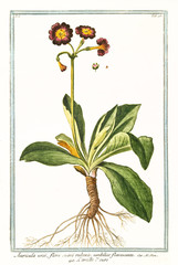 Old botanical illustration of Auricula ursi (Primula auricula). By G. Bonelli on Hortus Romanus, publ. N. Martelli, Rome, 1772 – 93