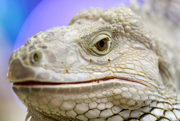 Closeup iguana head on tree branch