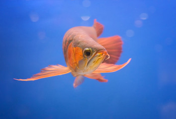 Asian arowana red fish,dragon fish