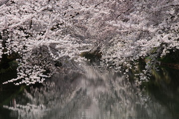 弘前城　お堀と桜
