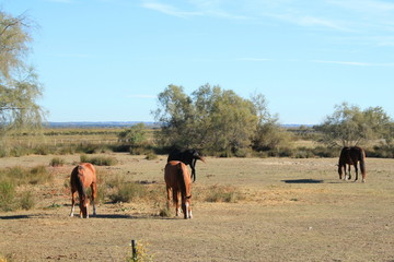 Obraz premium Chevaux de Camargue, France