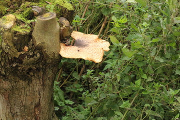 Mushrooms in the forrest close to Gouda