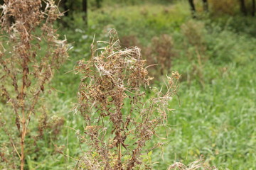 Blown thjstle across the river Rotte in the Netherlands