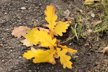 Colored leaves on trees in autumn