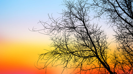 silhouette  Dry branches on sunrise
