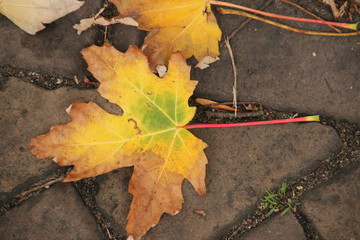 Colored leaves in autumn