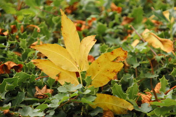 Colored leaves in autumn