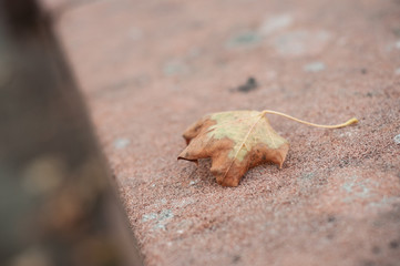 feuille morte d'érable tombée sur un mur en pierre