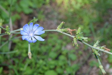 fiore