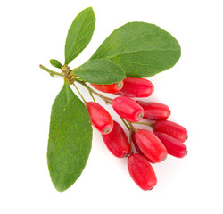 fresh barberry twig with leaves isolated on a white background