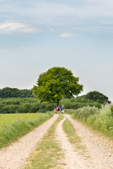 Fototapeta premium People take a walk on a country road between landings along a lonely tree. Viewpoint is low. Colors fresh green from a beautiful spring day.
