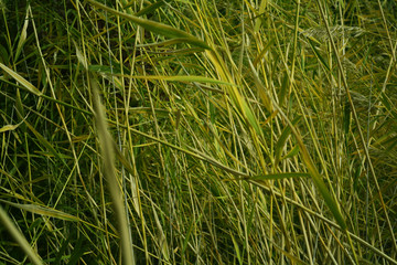 reeds on vacation out of town