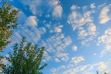 Background of transparent white clouds in a light blue sky illuminated by the setting sun.