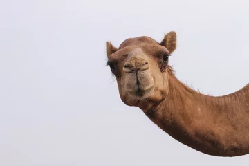Foto op Aluminium kamelen voeden © NESRUDHEEN