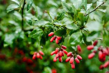 Branch of ripe red barberry after a rain with drops of water