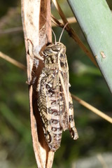 grillo