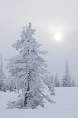 Snow covered fir. Nature background.