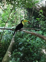Un Toucan