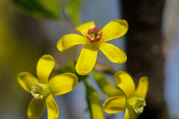 Fototapeta premium Flowering of trees and shrubs