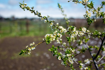 Flowering of trees and shrubs