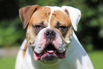 American Bulldog Dog portrait