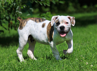 American bulldog standing  on the grass