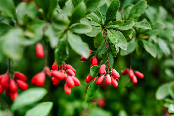 Branch of ripe red barberry after a rain with drops of water