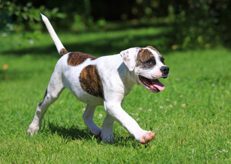American bulldog puppy running