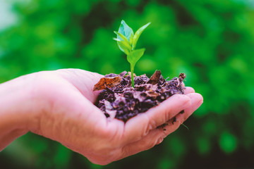 Hand holding green small plant against blurred natural background, ecology concept