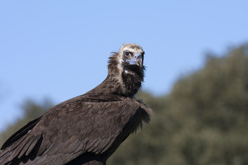 Black vulture