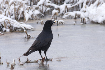Carrion crow