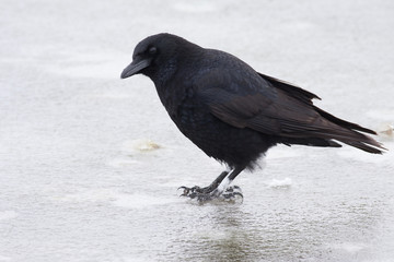 Carrion crow