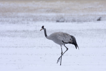 Common crane