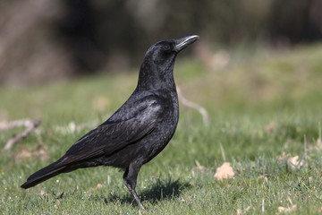 Carrion crow