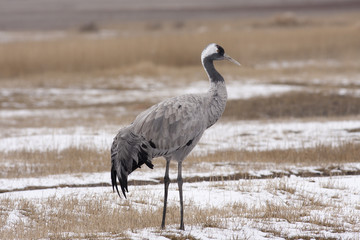 Common crane