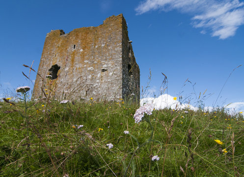 Yarrow (achilea Millefolium) and other Wild flowers by Dryhope Tower