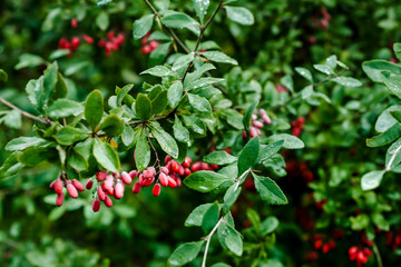 Branch of ripe red barberry after a rain with drops of water