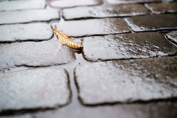 autumn leaf on wet old granite pavement closeup