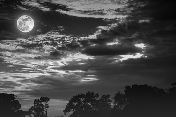 Sky with clouds and moon above silhouettes of trees. Serenity nature background.