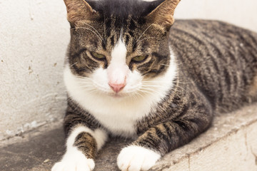 Street Cat : かわいいのら・猫