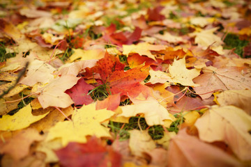 fallen autumn leaves on grass at the morning