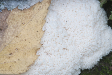 Enteridium lycoperdon