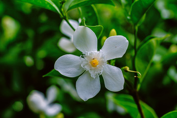 Obraz na płótnie Canvas Wrightia antidysenterica, beautiful small white flower in the garden