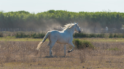 Naklejka na ściany i meble Wild white horse running in a field in the evening, with dust 